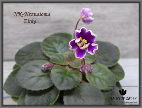 NK-Neznaioma Zirka 